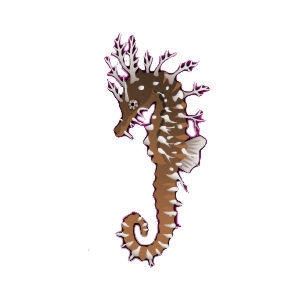 Lined Seahorse